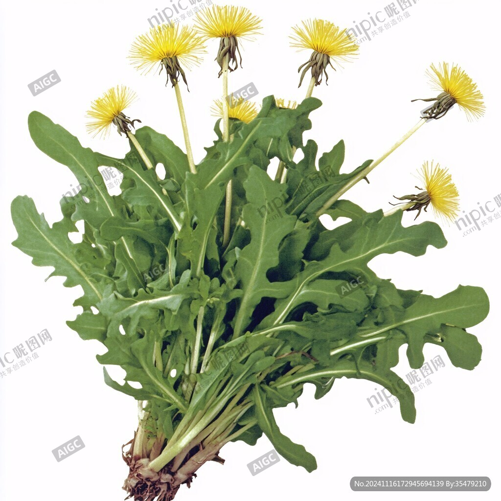 蒲公英野菜