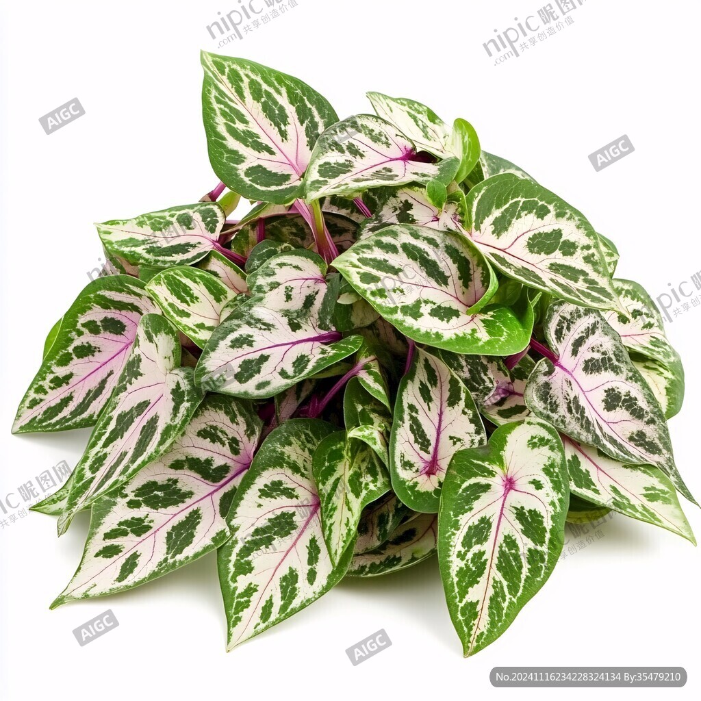 紫背竹芋