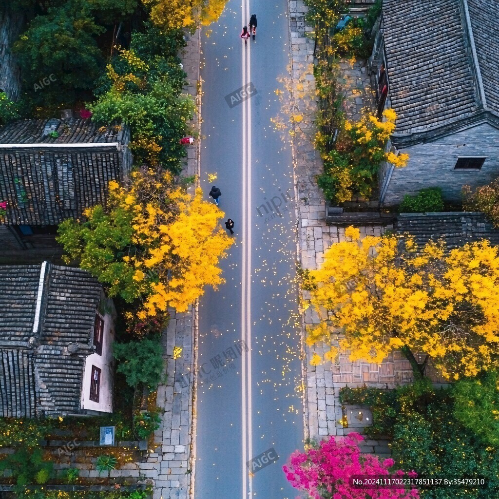 乌桕城市马路秋景
