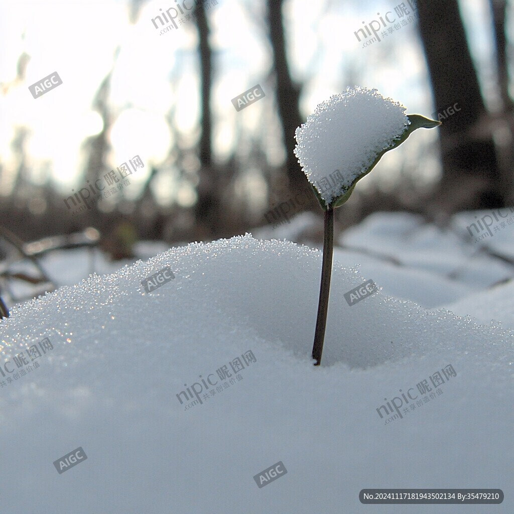 雪地里一棵草