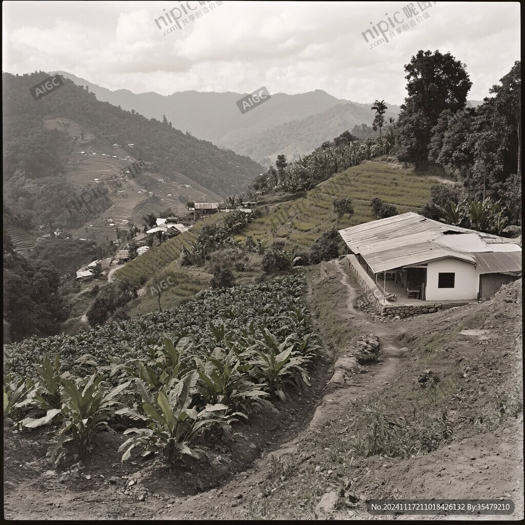 深山里的玉米地