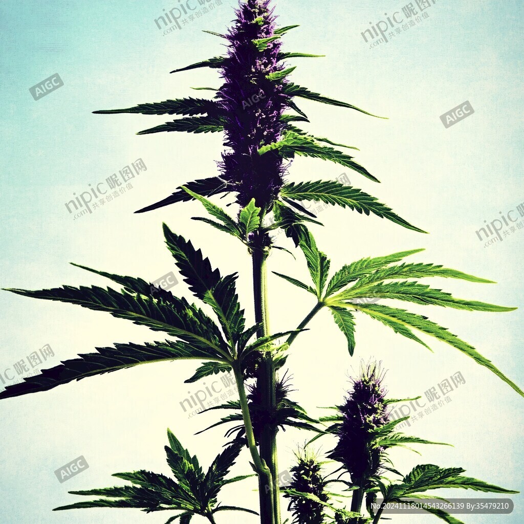 籼大麻
