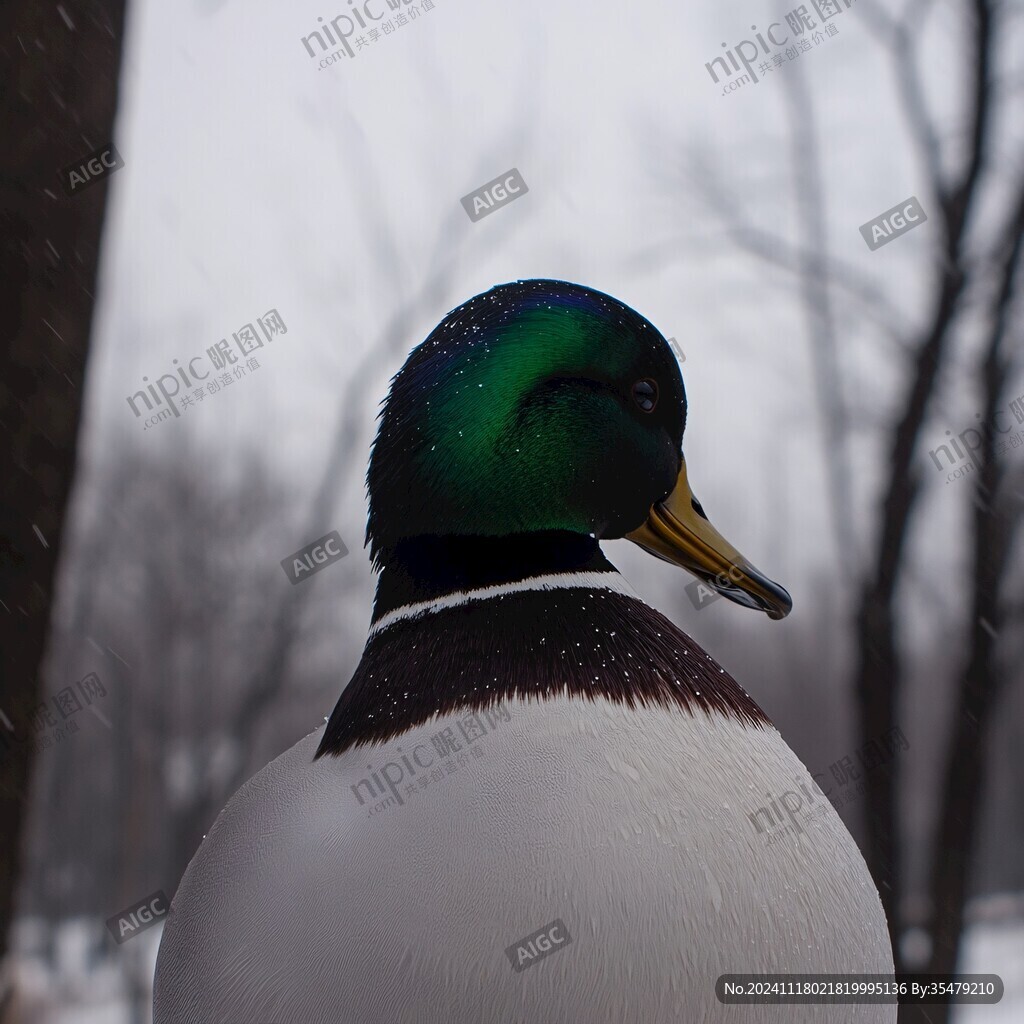 雪后野鸭