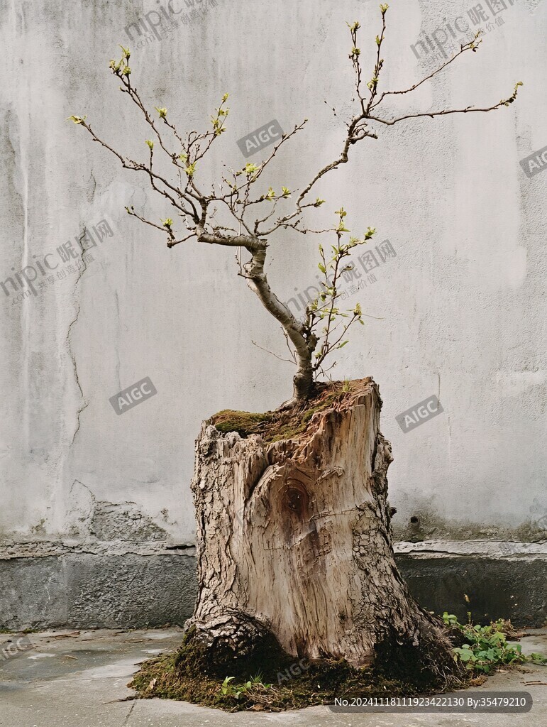 蜡梅古桩
