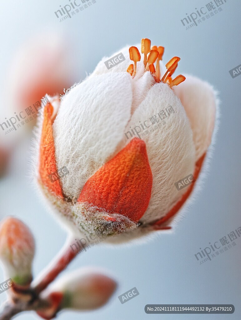 傲雪花苞