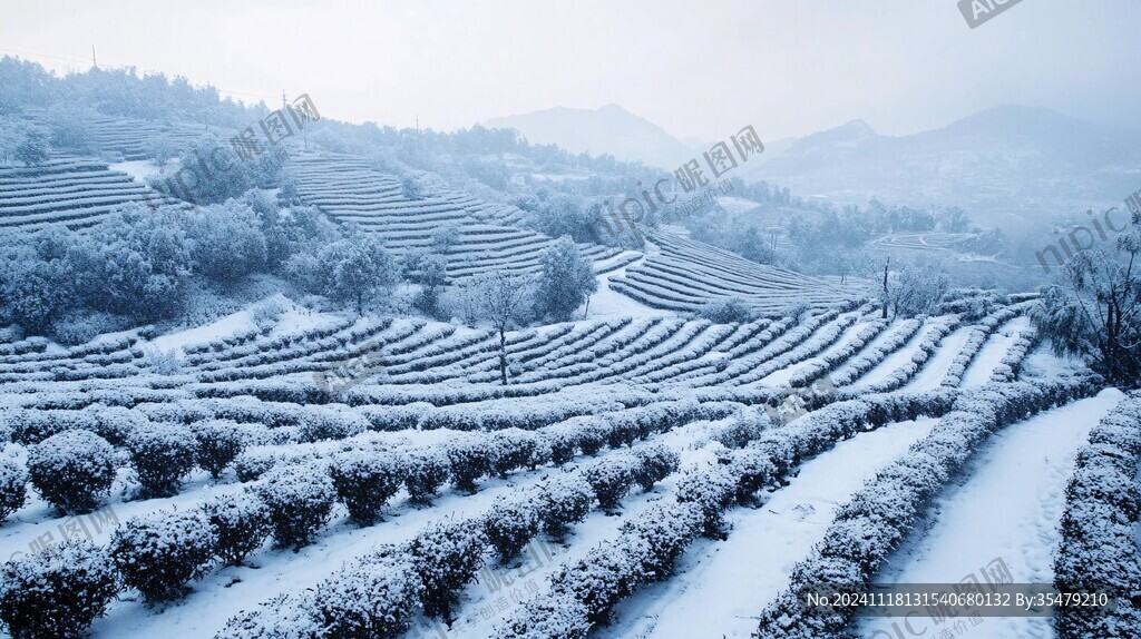 茶园雪霁