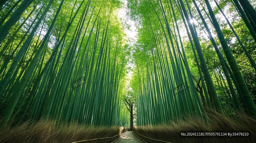 嵯峨野竹林