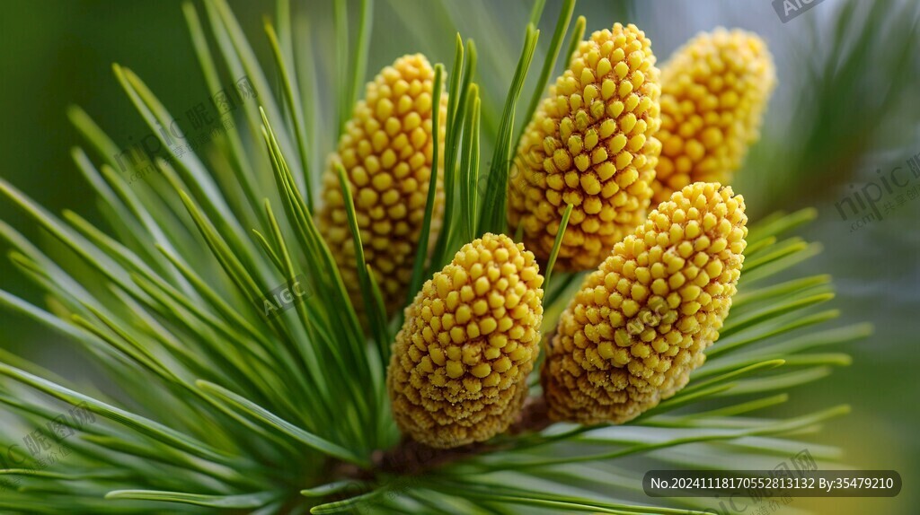 春天松树嫩芽