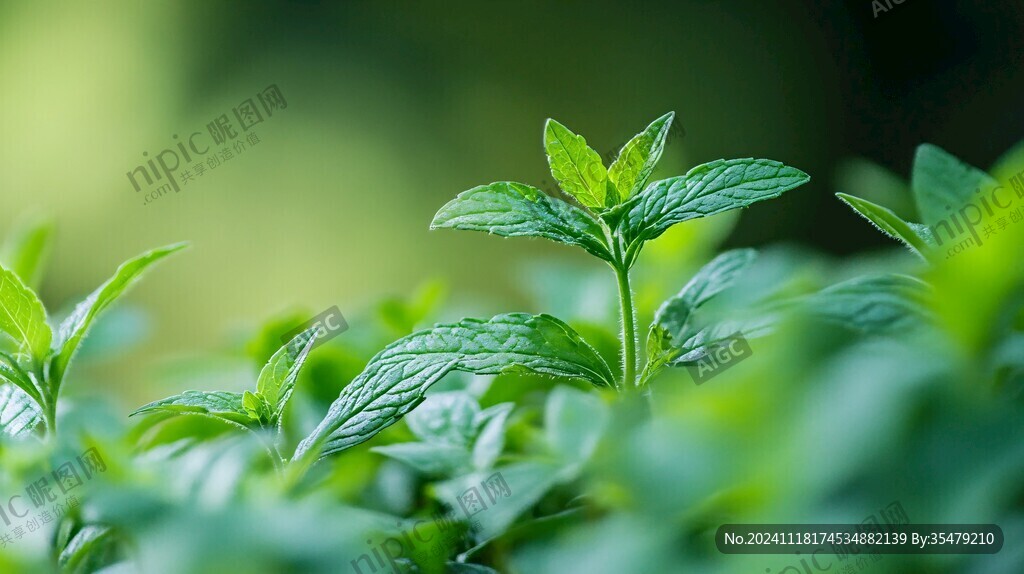 绿色植物壁纸