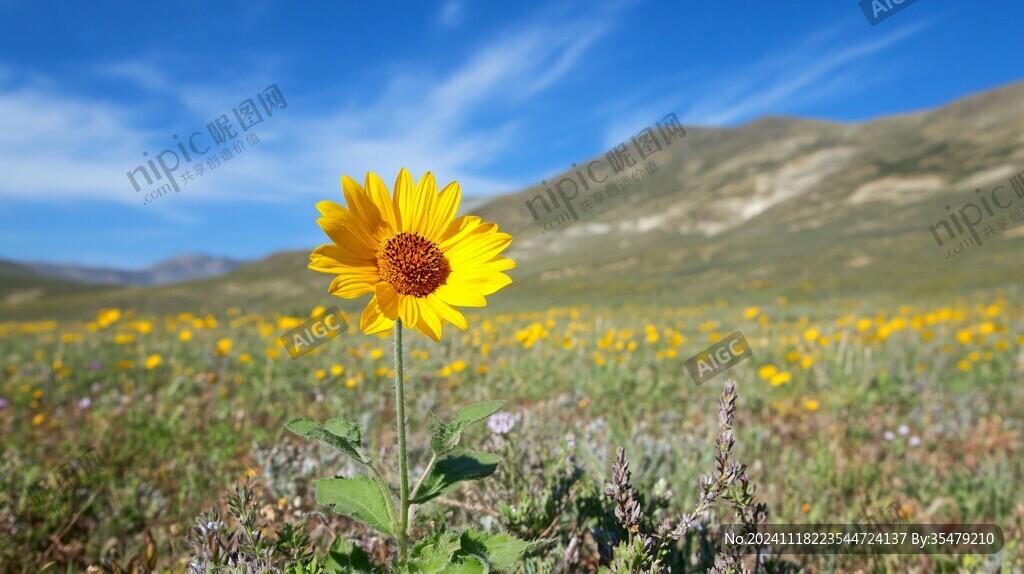 高原葵花