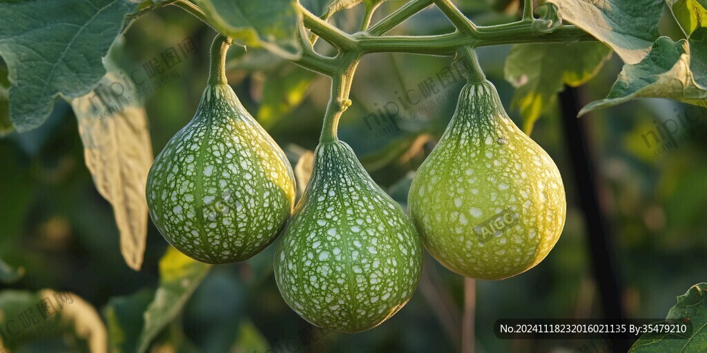 葫芦科植物果实