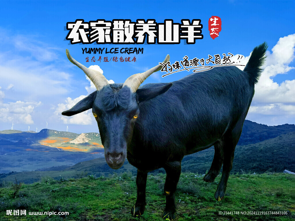 农家黑山羊