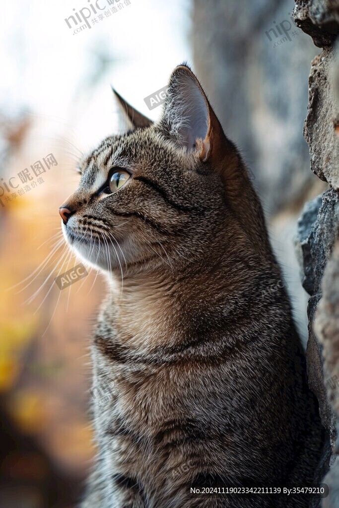 狸花猫脸部侧面特写
