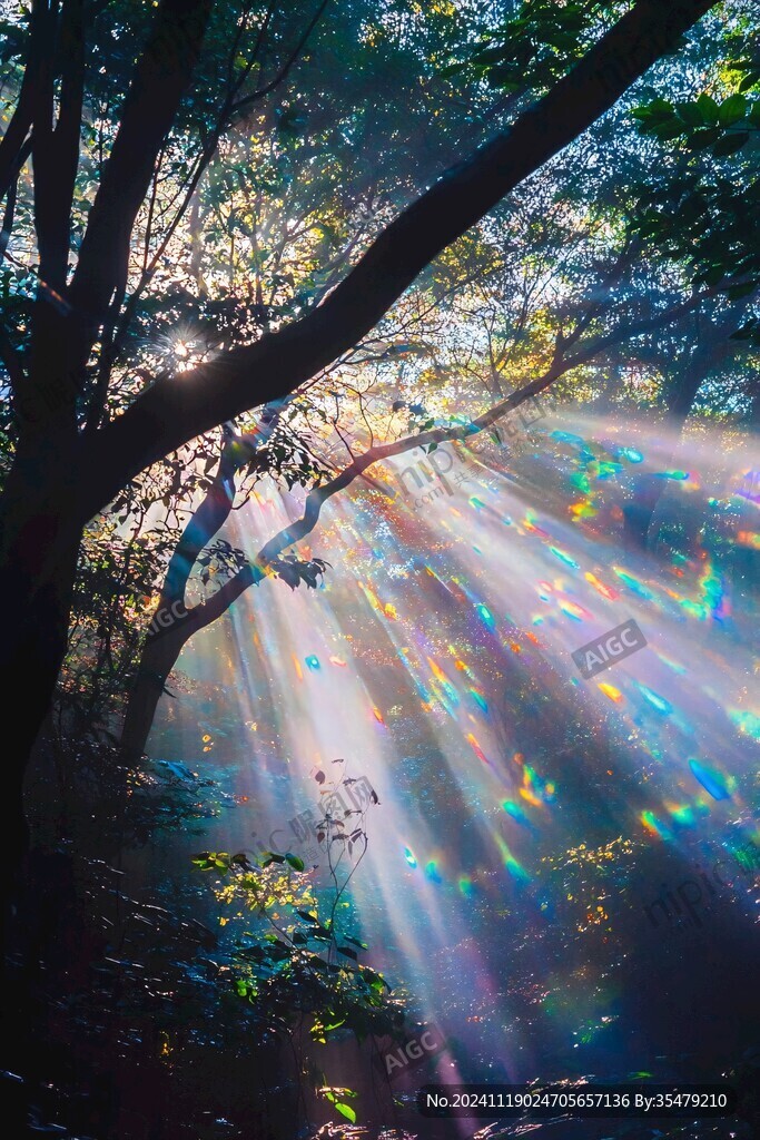 林间一缕阳光