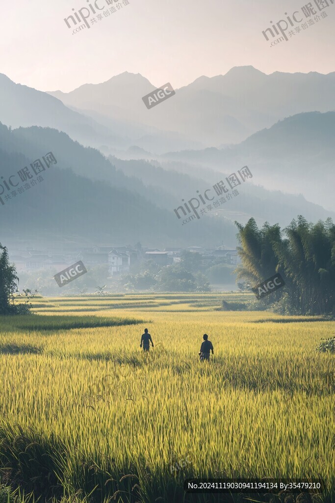 稻黄时节
