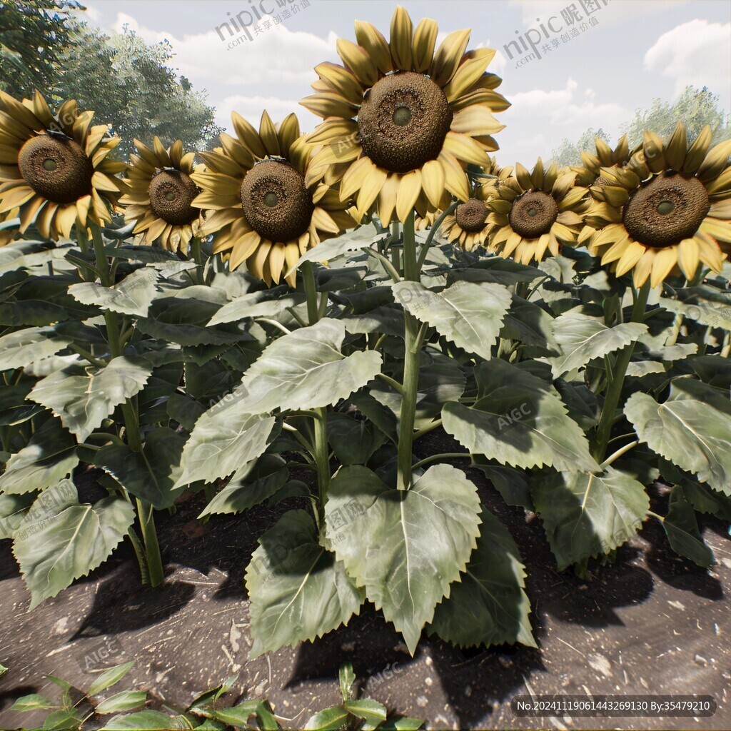 3d葵花