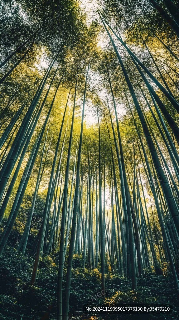 仰望竹林高清图