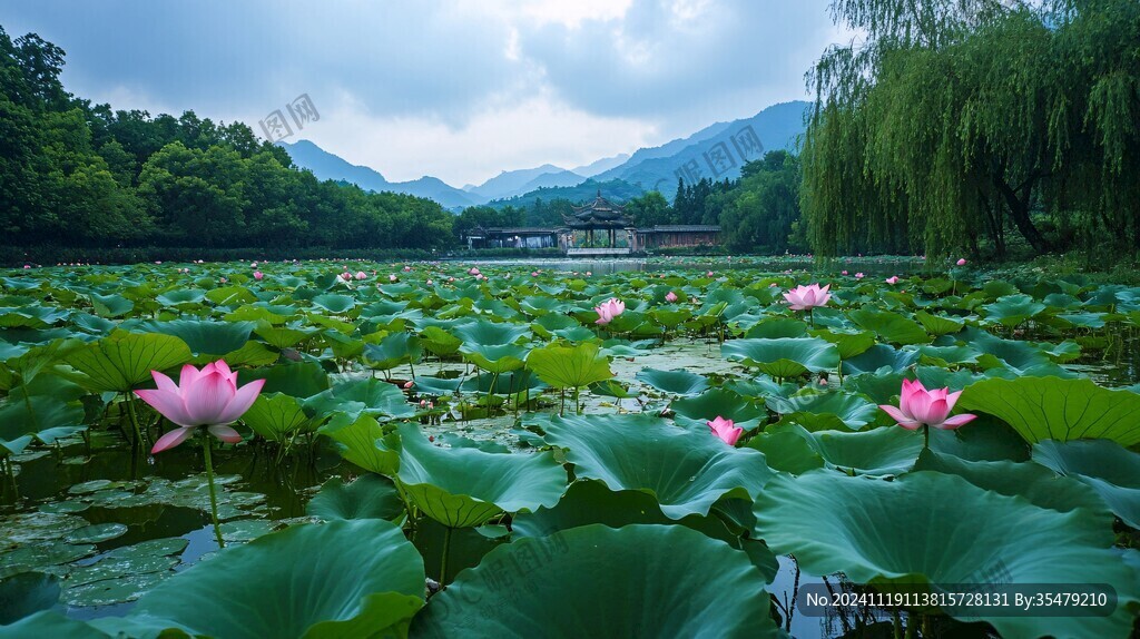 湘湖荷池