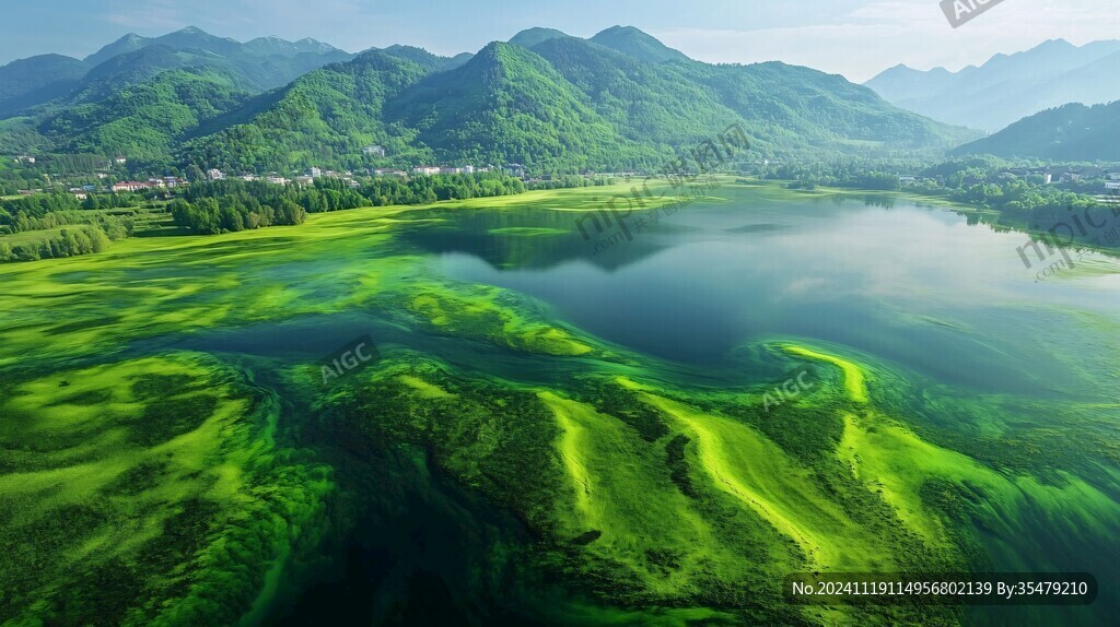 浒苔绿潮