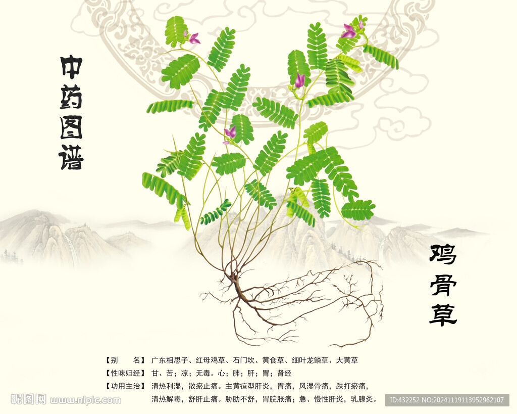 鸡骨草中药鸡骨草