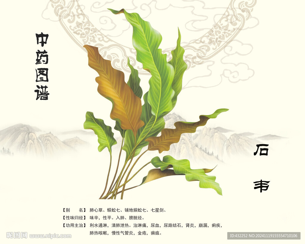 石韦中药石韦