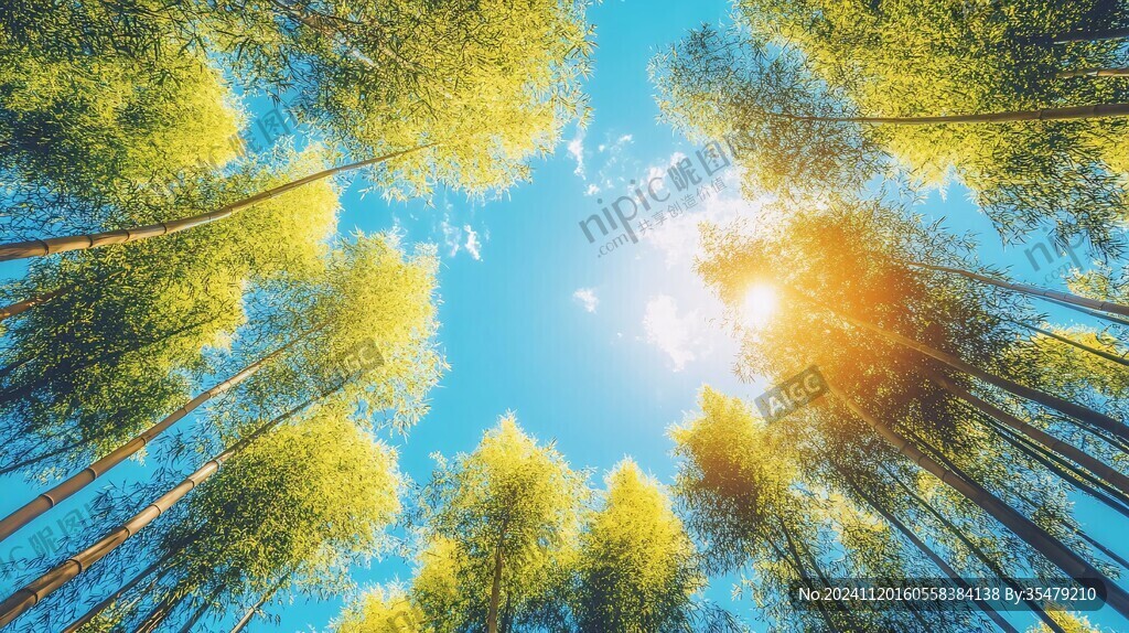 竹林仰望