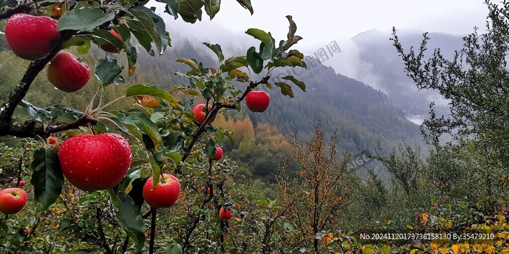 山区苹果种植