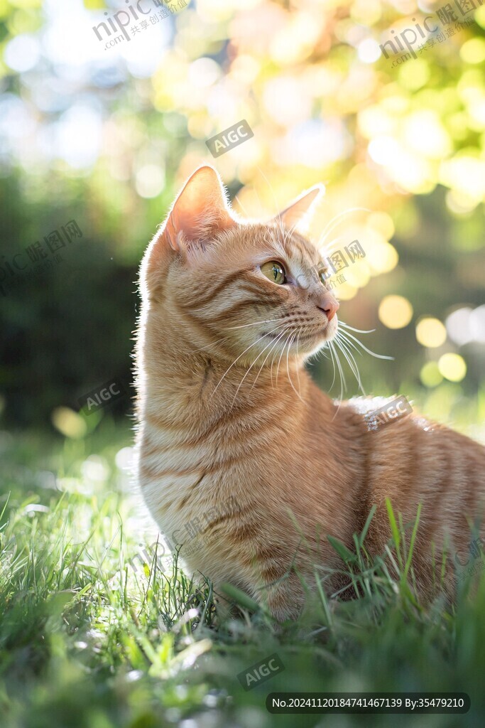 夏日里的橘猫