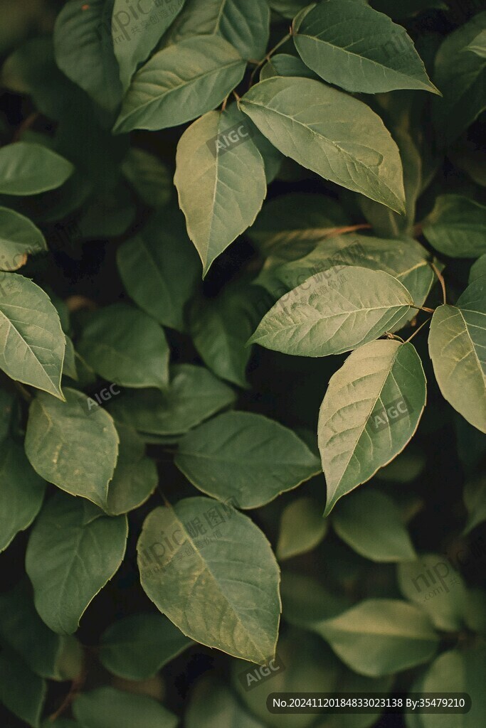 树木植物绿叶