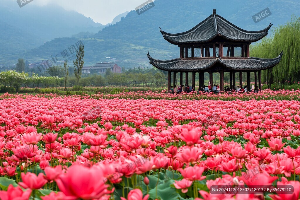 芍药花海游人