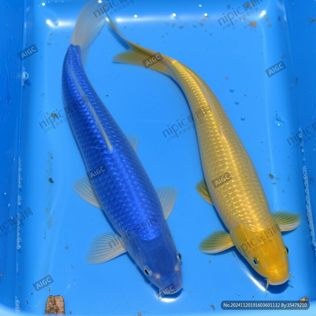 水族箱蓝黄曼龙