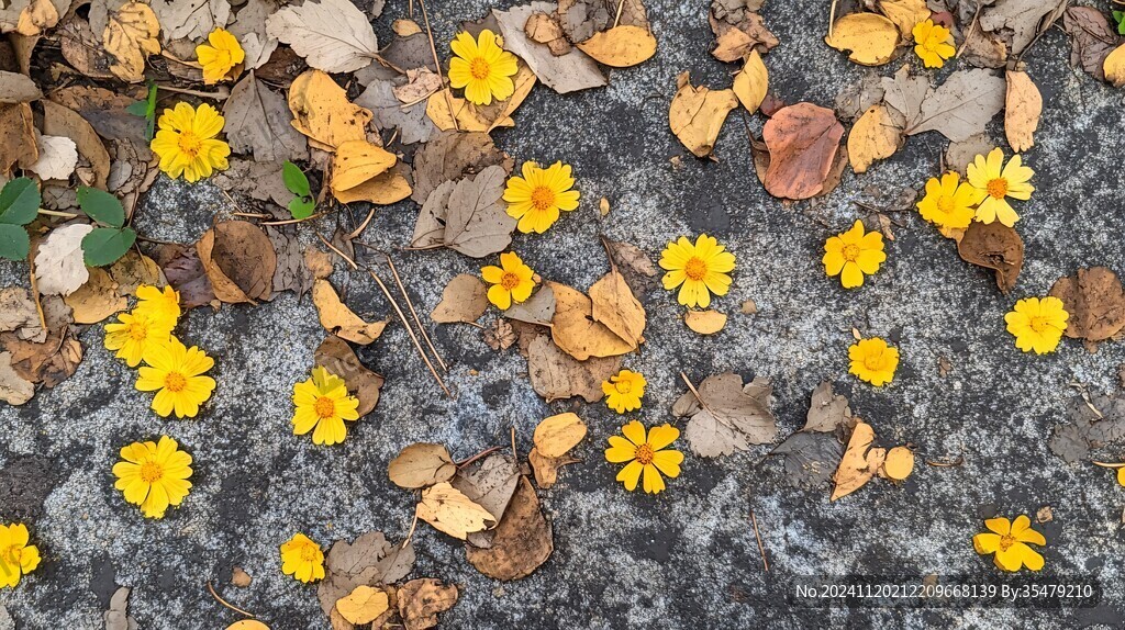 黄色的花落满地