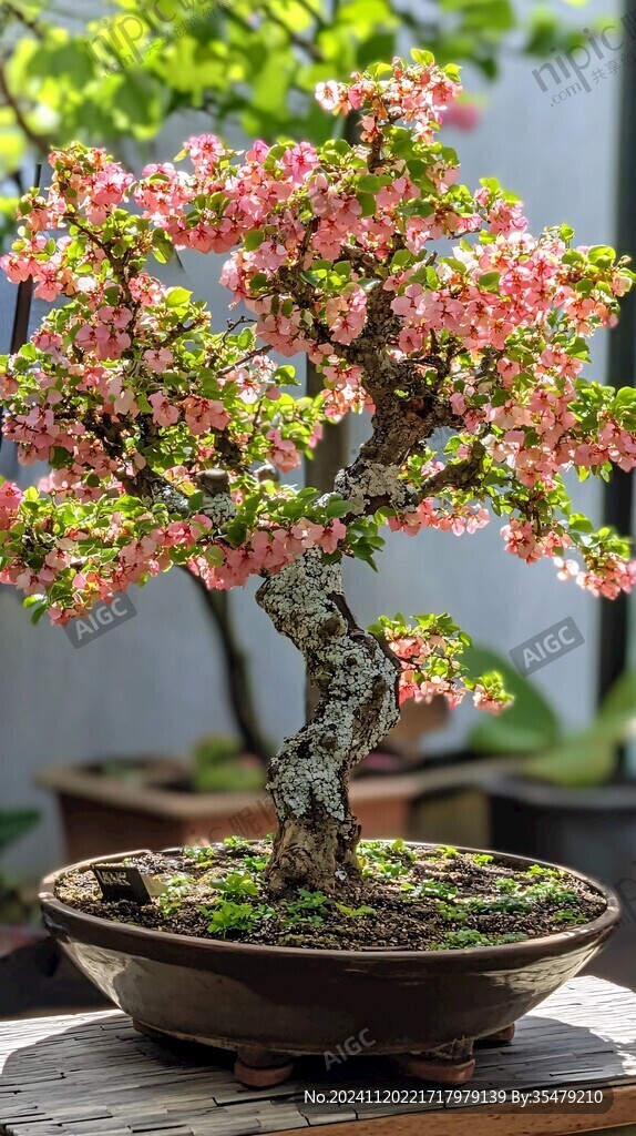 高盆樱花