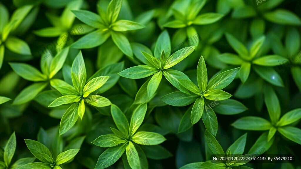绿色植物壁纸