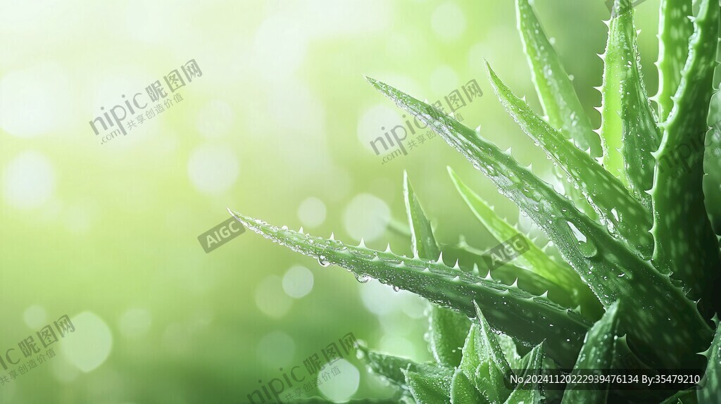 养眼芦荟