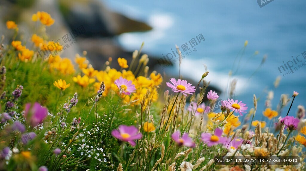 海边野花遍地
