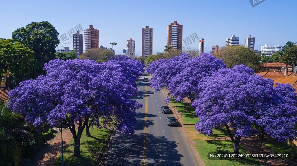 蓝花楹街道
