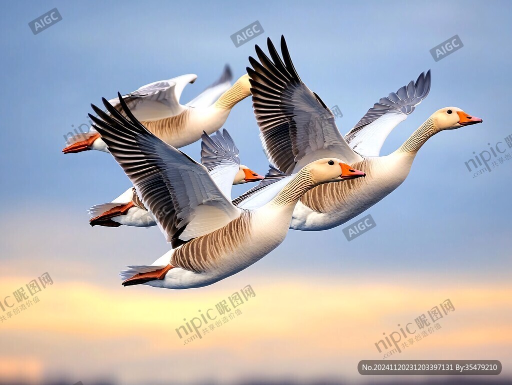 高清大图鹅群