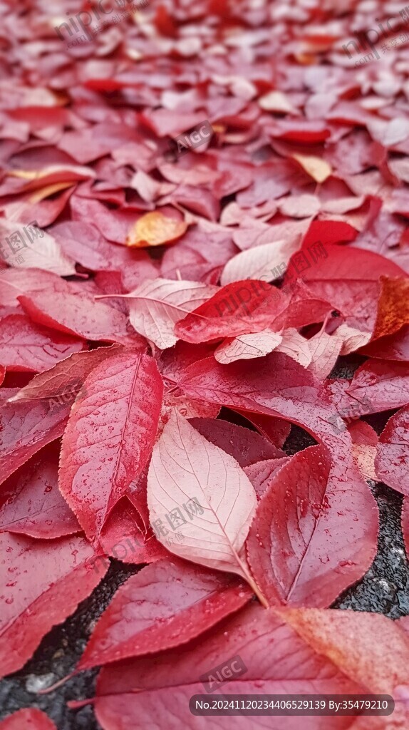秋红秋雨绵绵
