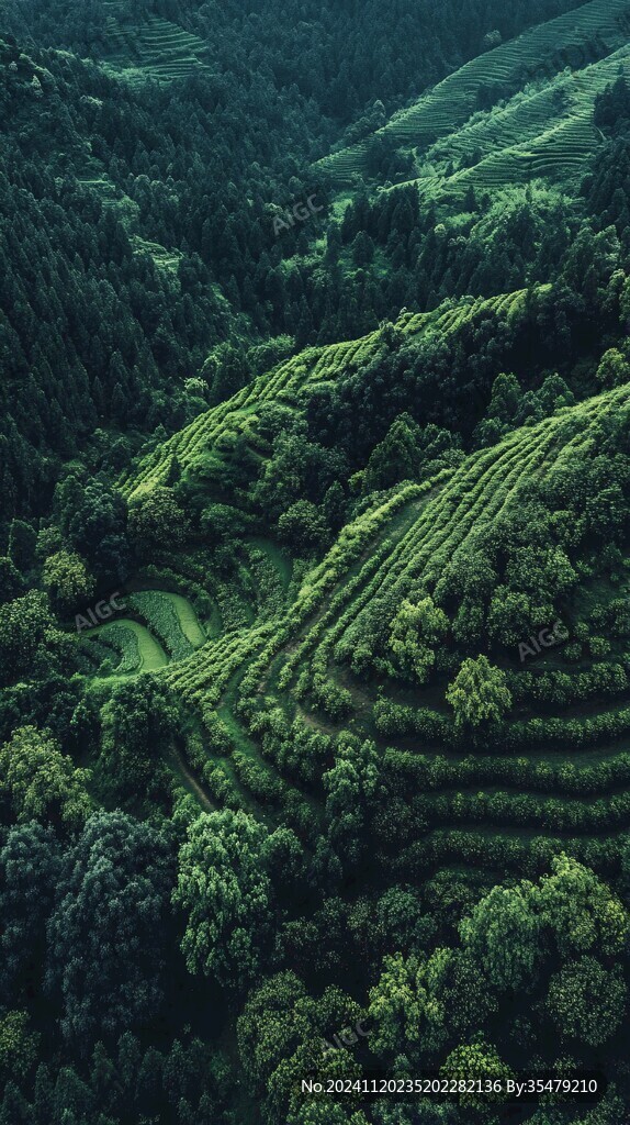 茶田竖构图