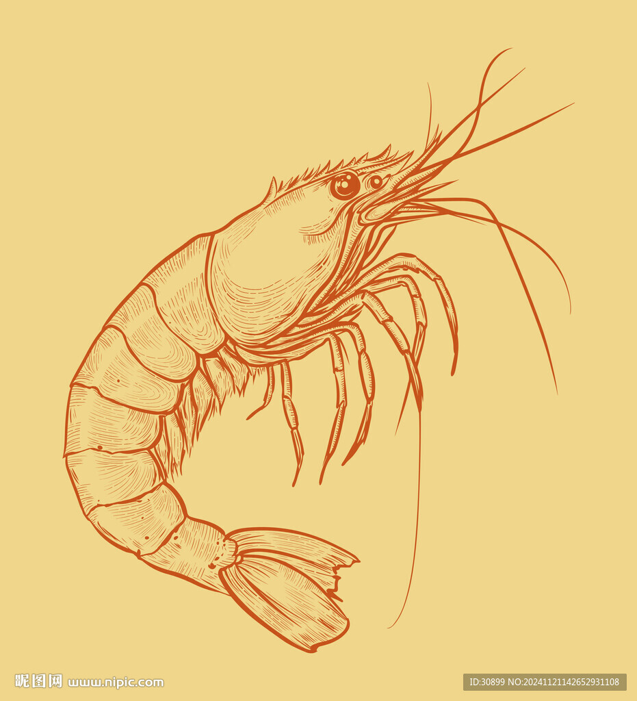 手绘版画风格龙虾包装插画