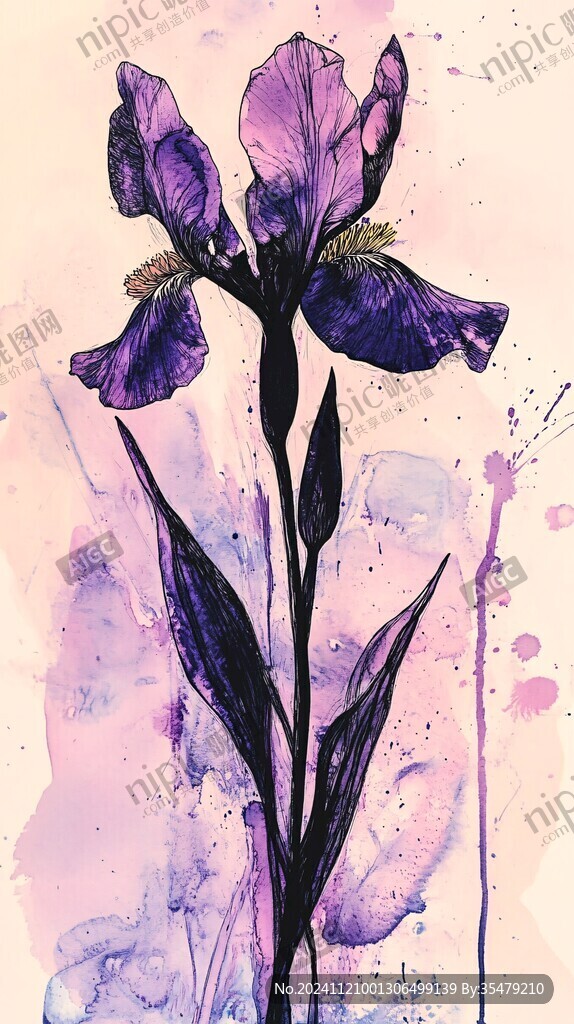 鸢尾花插画