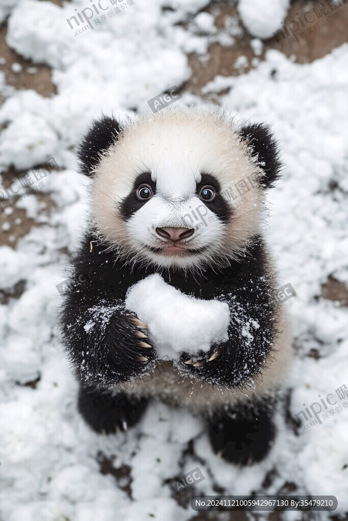 雪地大熊猫