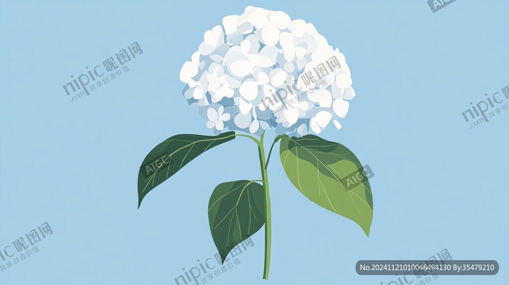 手绘白色绣球花