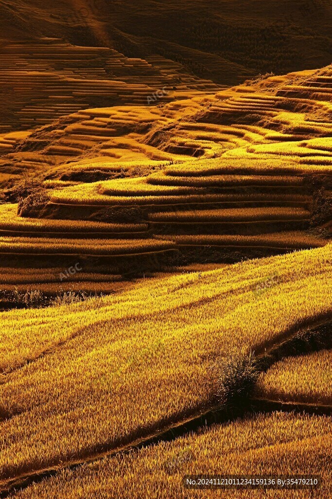 金色大地