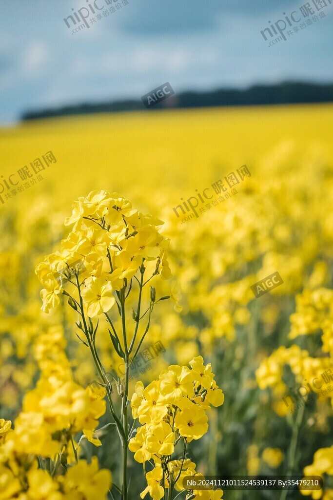 油菜花屏保