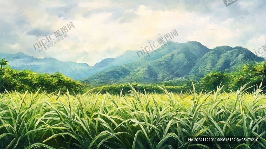 甘蔗林插画