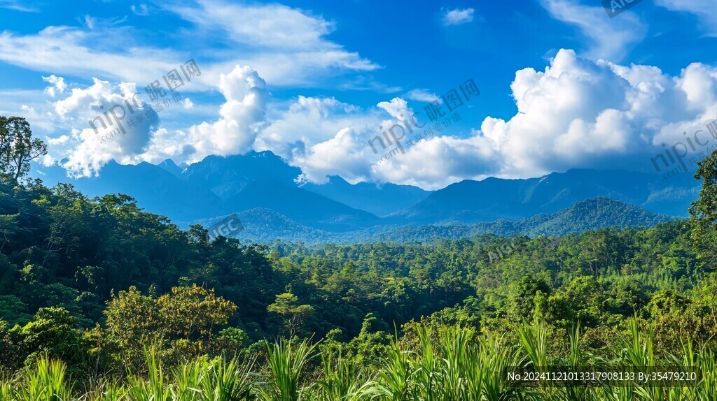 热带雨林山景
