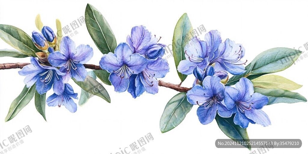蓝铃花手绘花朵