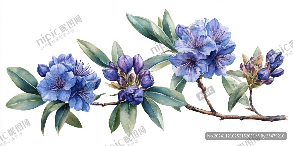 手绘杜鹃花